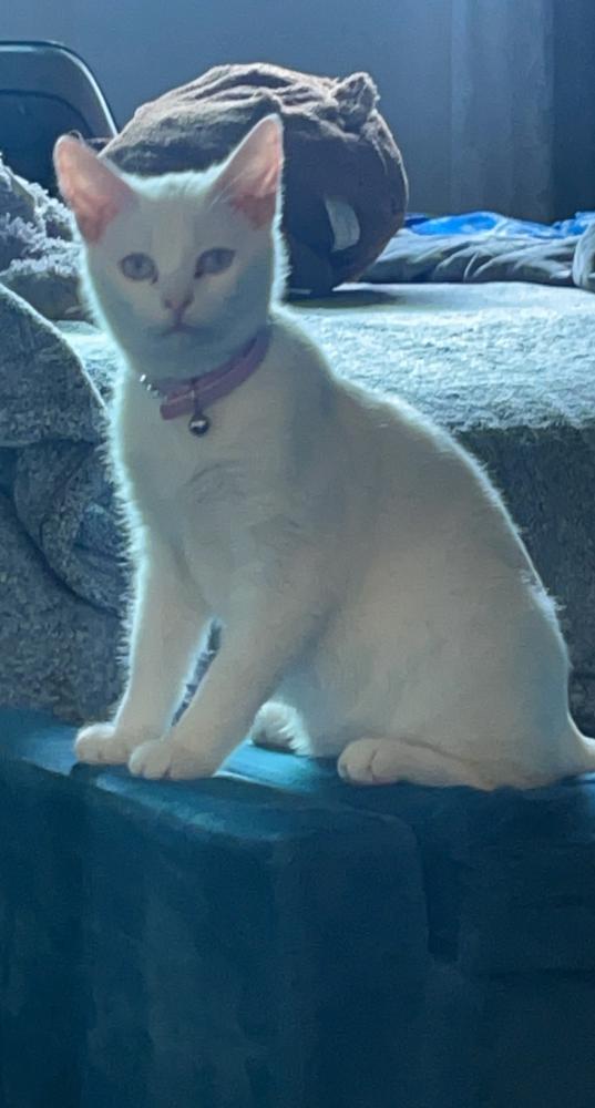 Image of Cocaína, Lost Cat