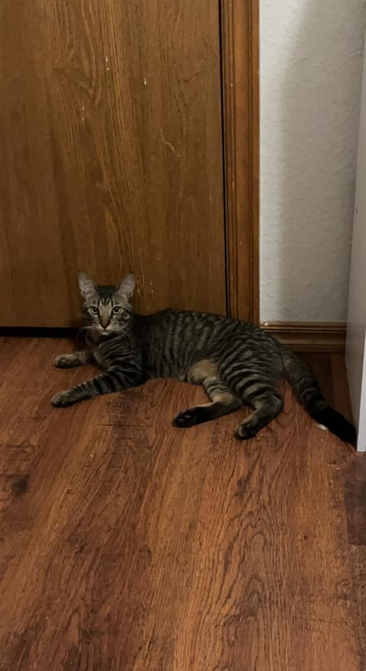 Image of Kylo, Lost Cat