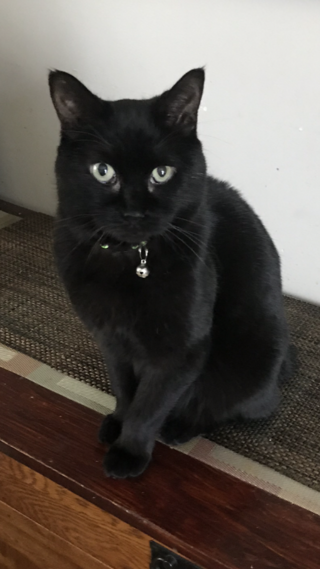 Image of Bengy -Black Bobtail, Lost Cat