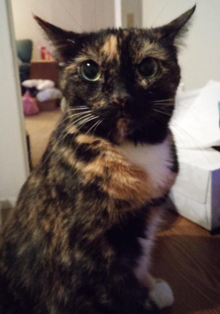 Image of Ella, Lost Cat