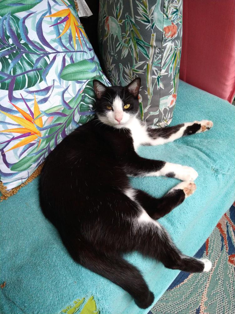 Image of Tido, Lost Cat