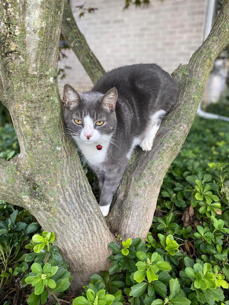 Image of Branch, Lost Cat