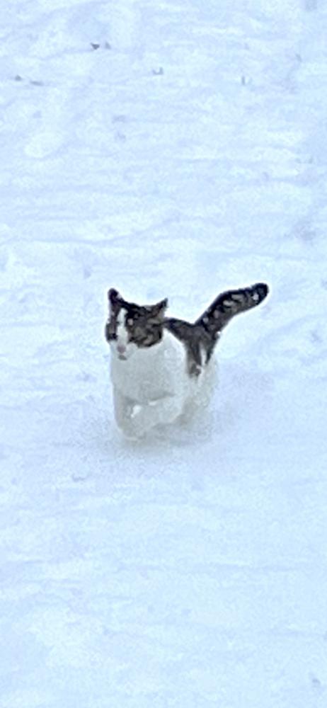 Image of Applehead, Lost Cat