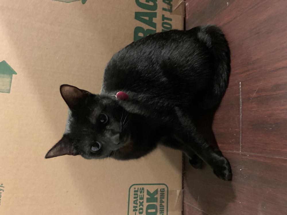 Image of Betty, Found Cat