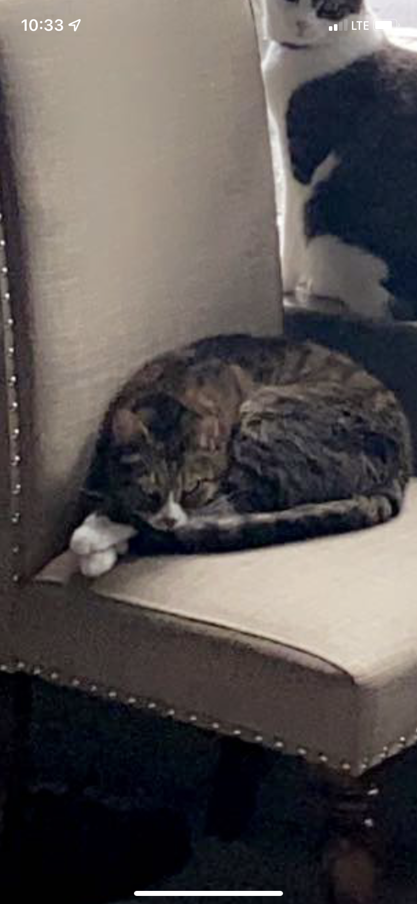 Image of Posey, Lost Cat