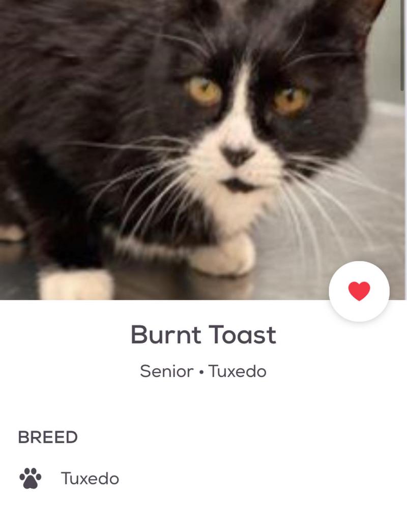 Image of Burnt toast, Lost Cat