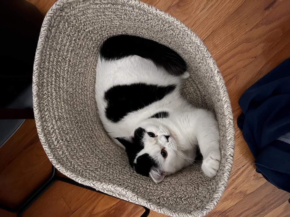 Image of Casper, Lost Cat