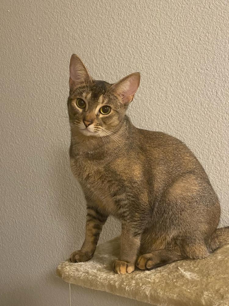 Image of Sonya (Sofia), Lost Cat