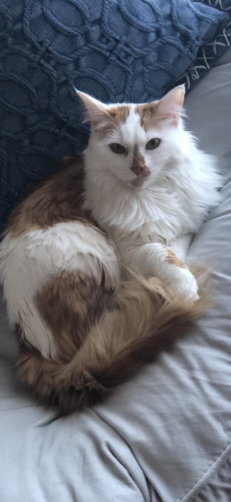 Image of Fuzzy, Lost Cat