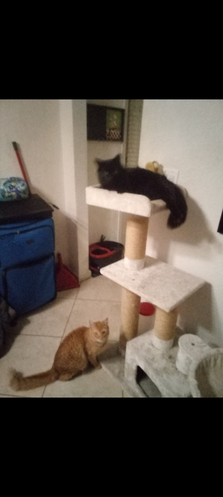 Image of Cashmere & Shylo, Lost Cat