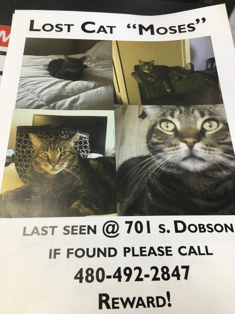 Image of Moses, Lost Cat