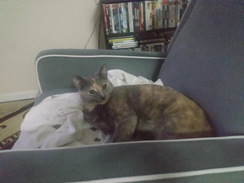 Image of Eva, Lost Cat