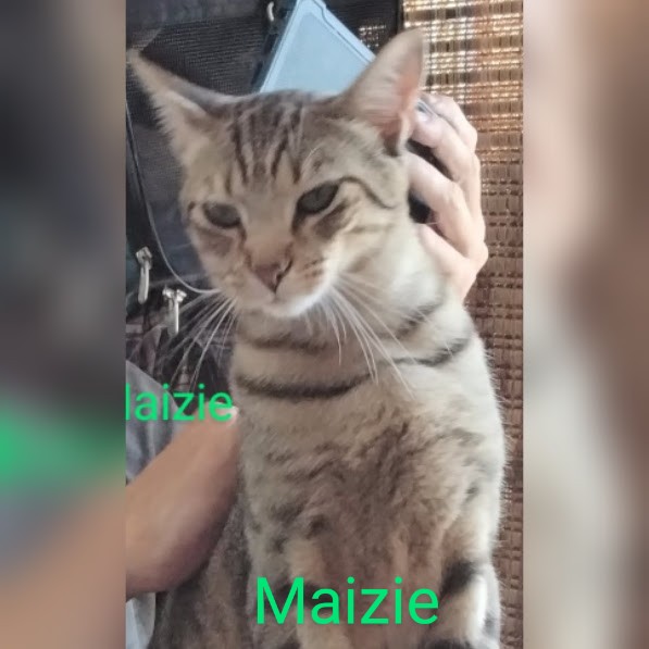 Image of Maizie, Lost Cat