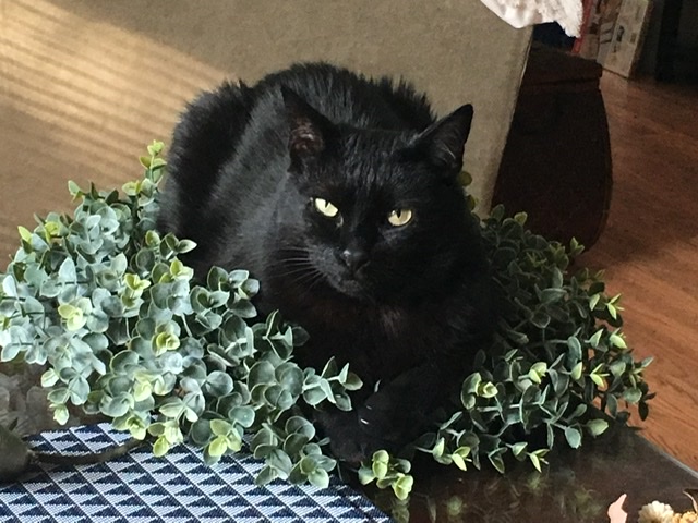Image of Blackie Chan, Lost Cat