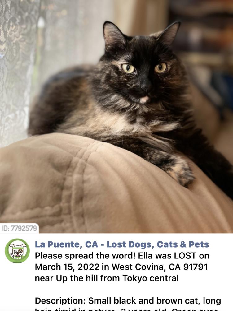 Image of ELLA, Lost Cat