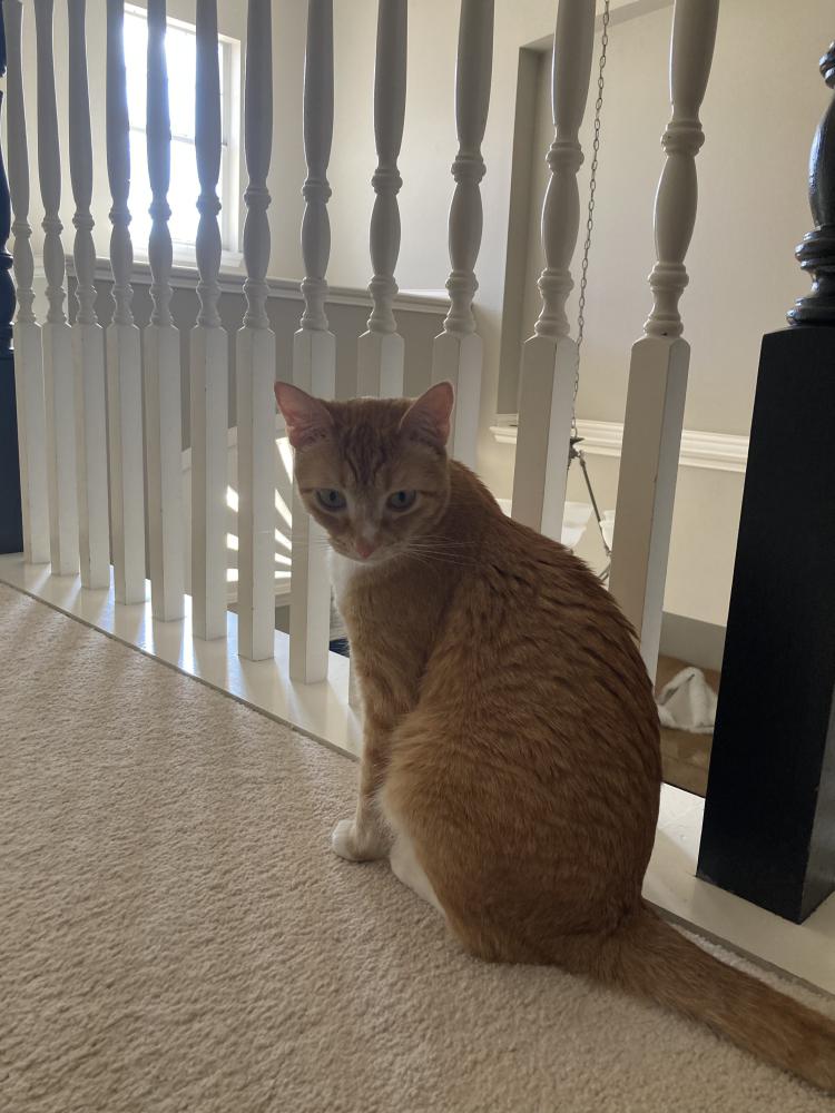Image of Fenrys, Lost Cat