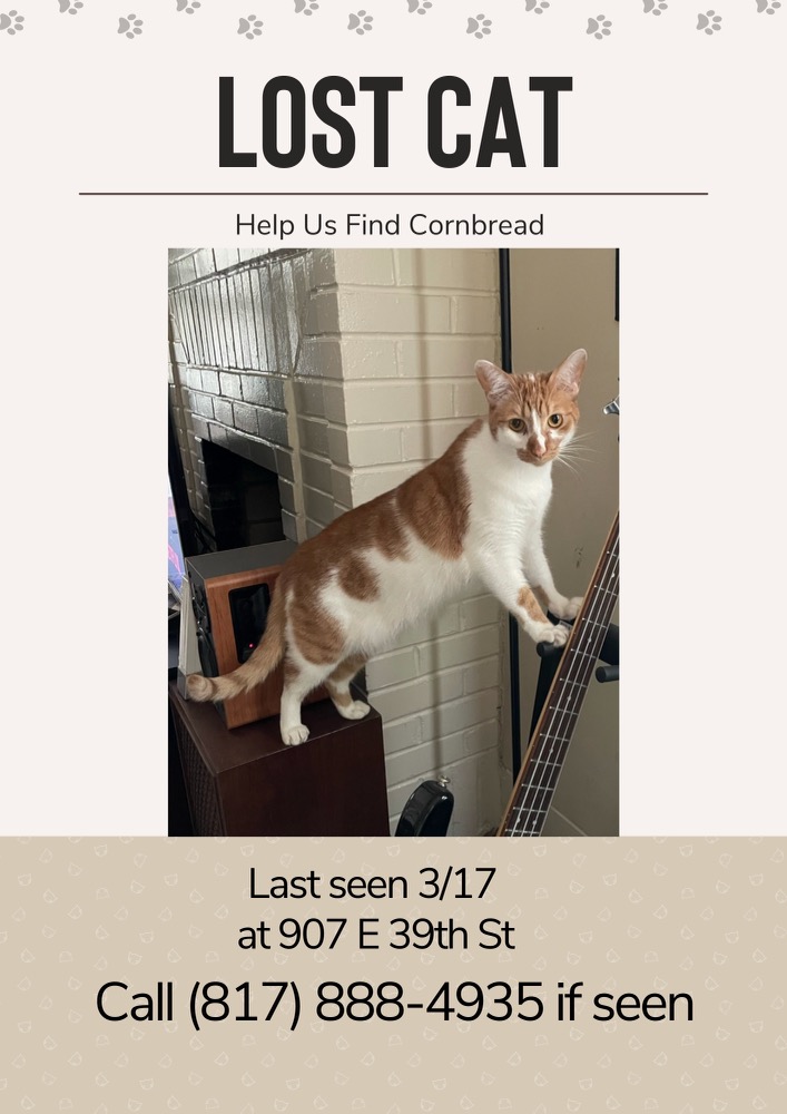 Image of Cornbread, Lost Cat