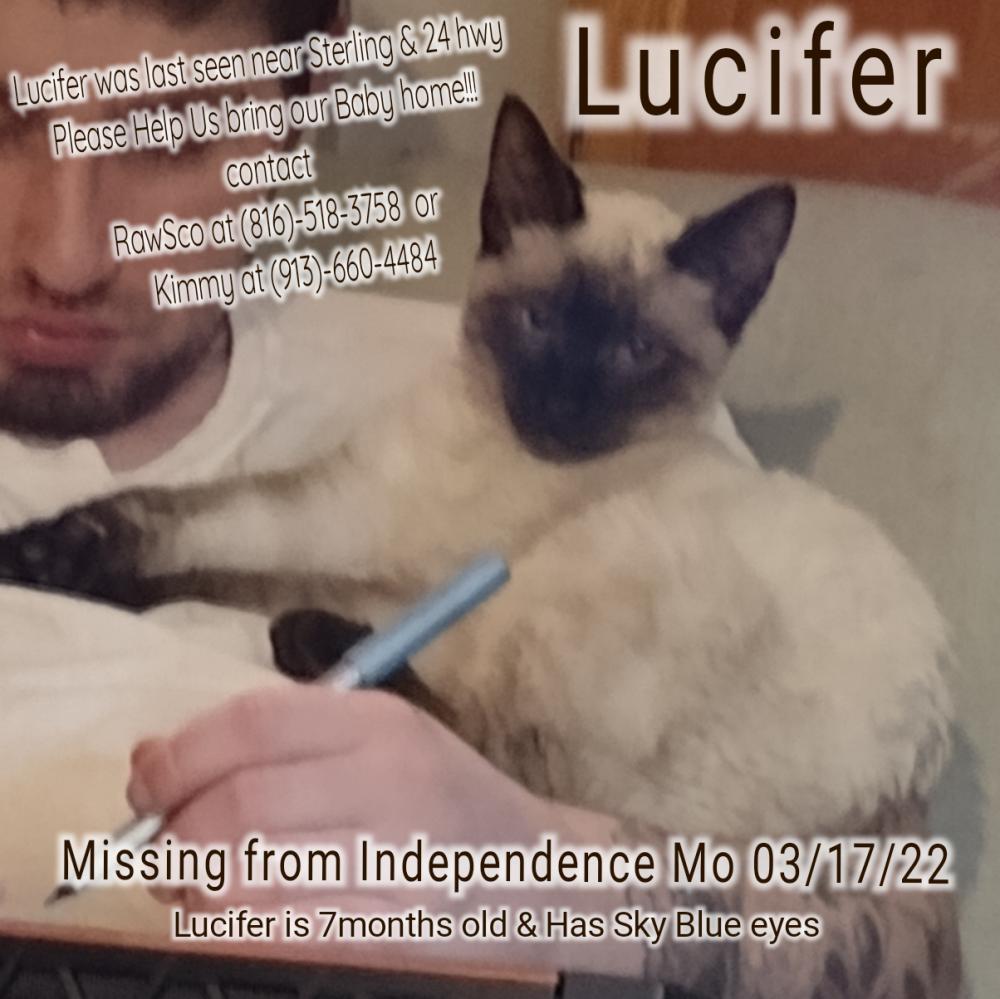 Image of Lucifer, Lost Cat