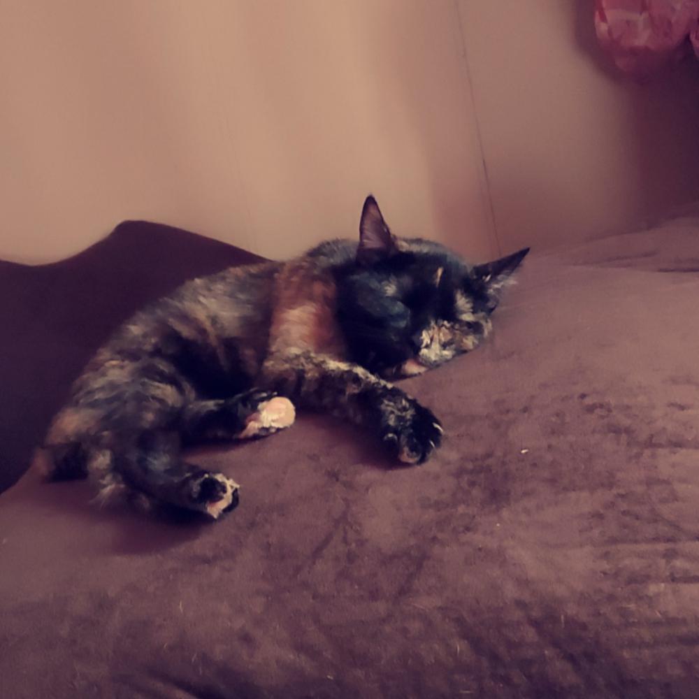 Image of Fia, Lost Cat