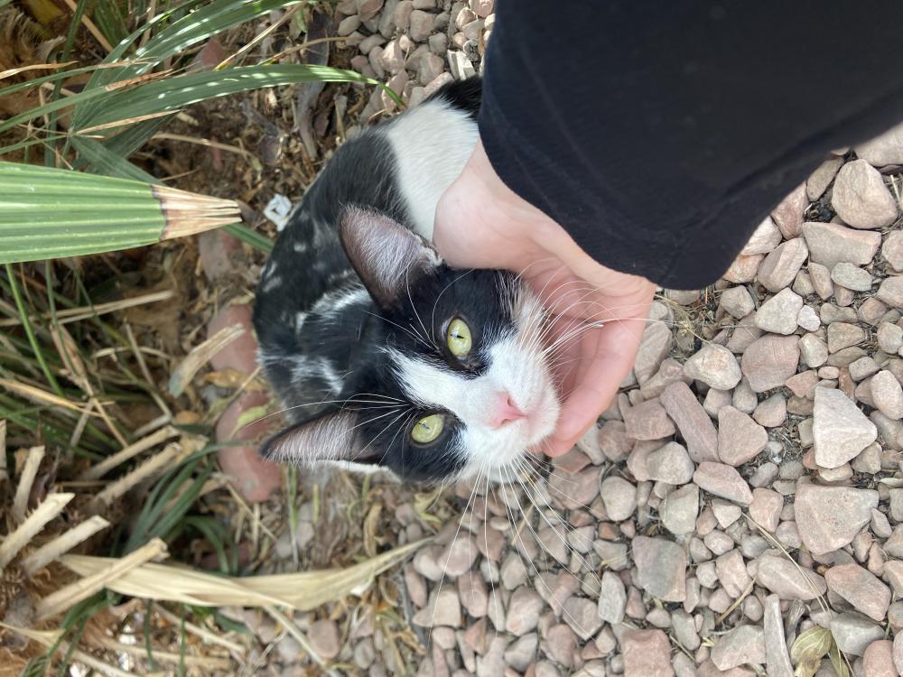 Image of Found cat, Found Cat