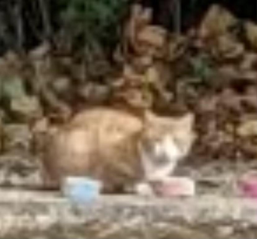 Image of Mr Orange, Lost Cat