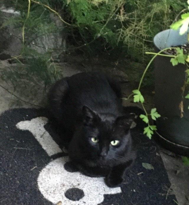 Image of Lil Buddy, Lost Cat