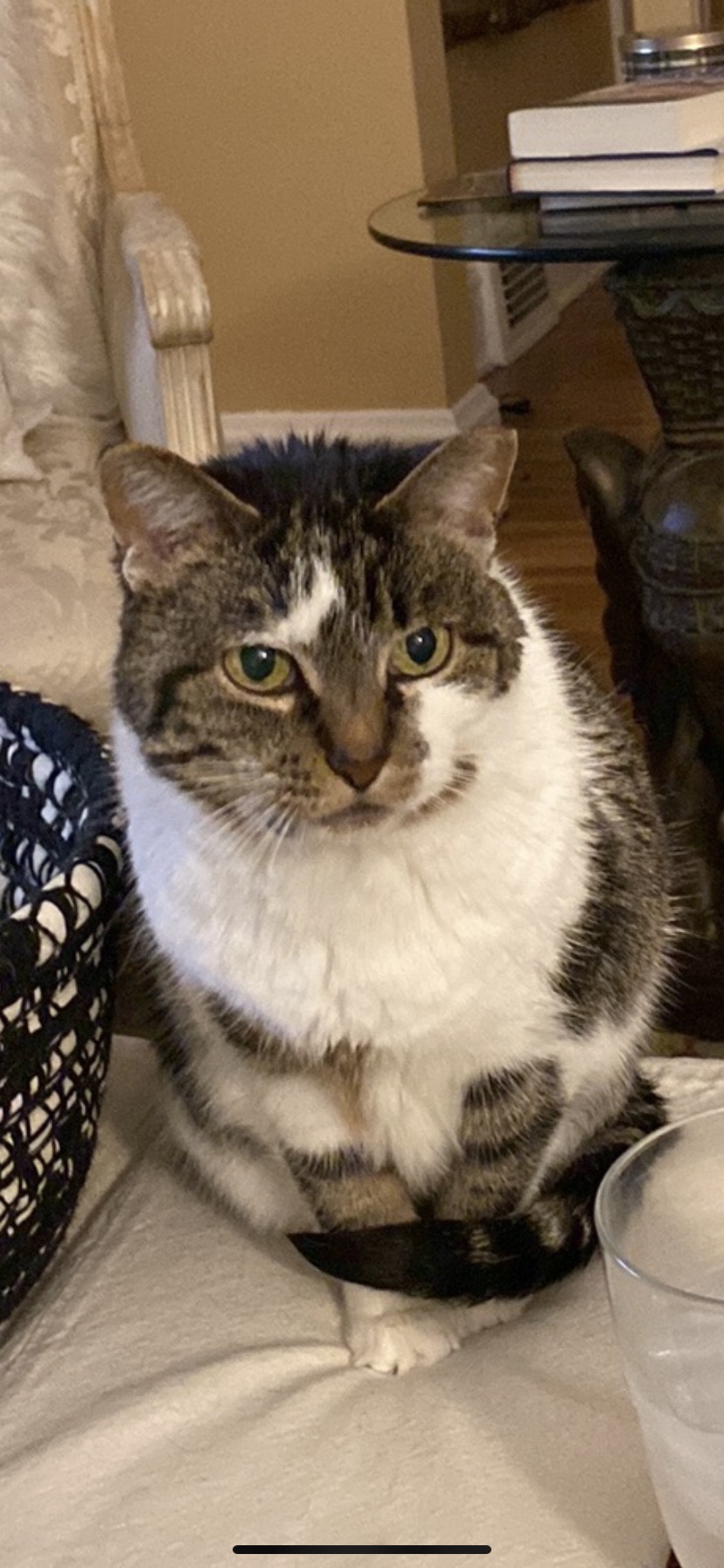 Image of Dixie, Lost Cat