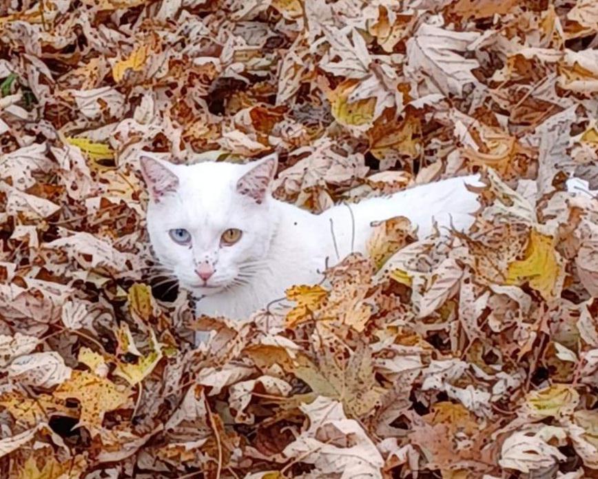 Image of Cotton, Lost Cat