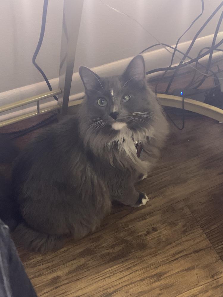 Image of Charles, Lost Cat