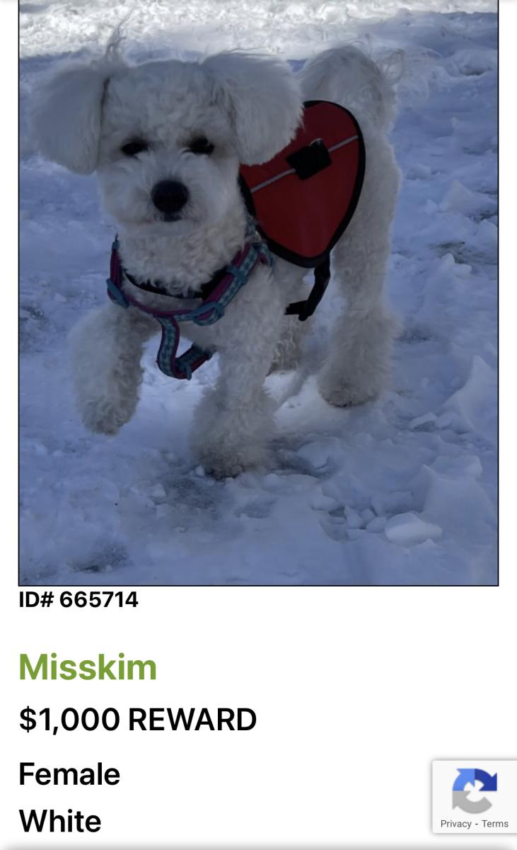 Image of Misskim, Lost Dog