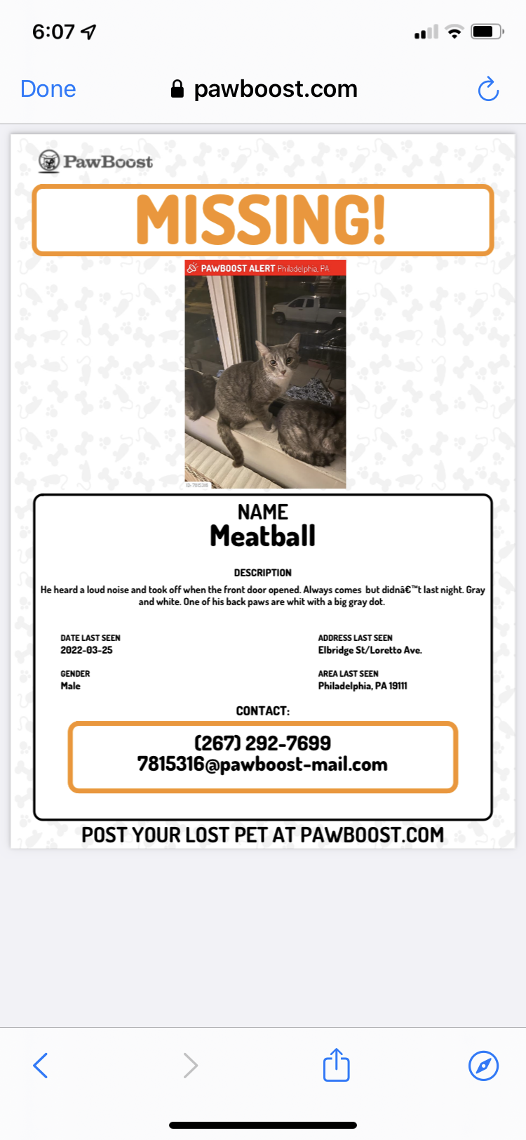 Image of Meatball, Lost Cat