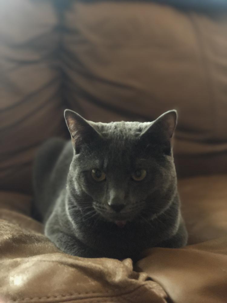 Image of Meeko, Lost Cat