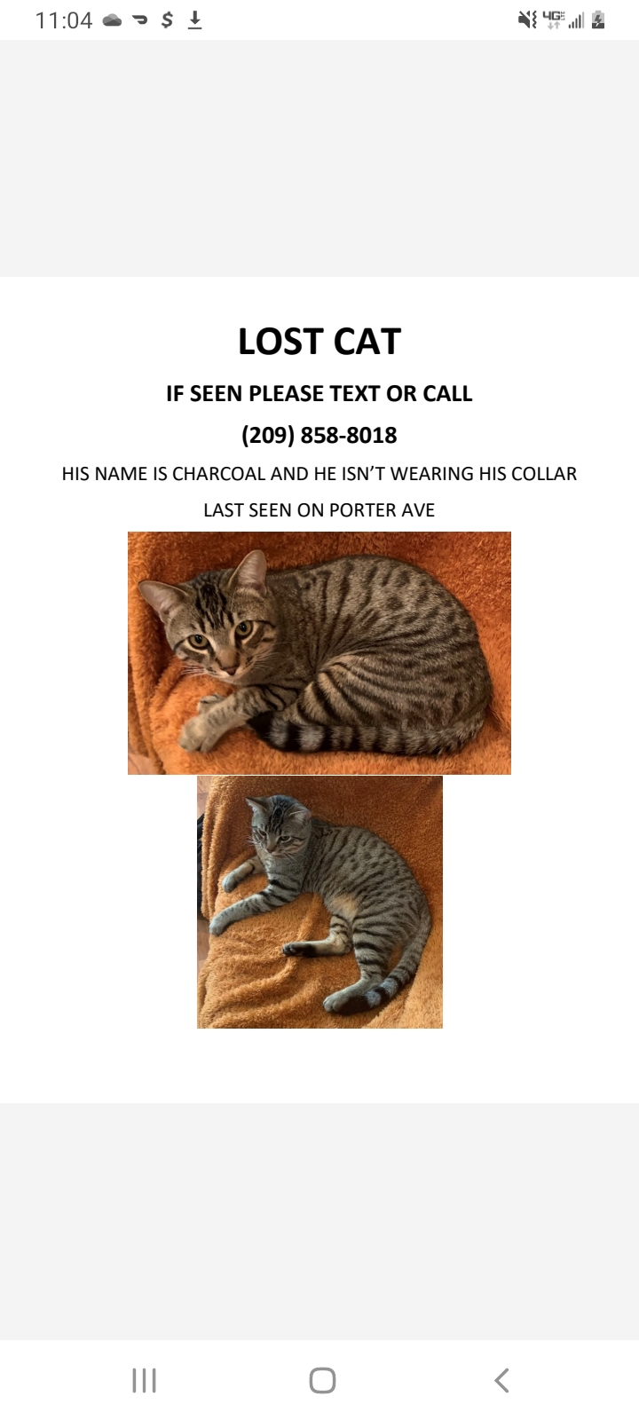 Image of Charcoal, Lost Cat