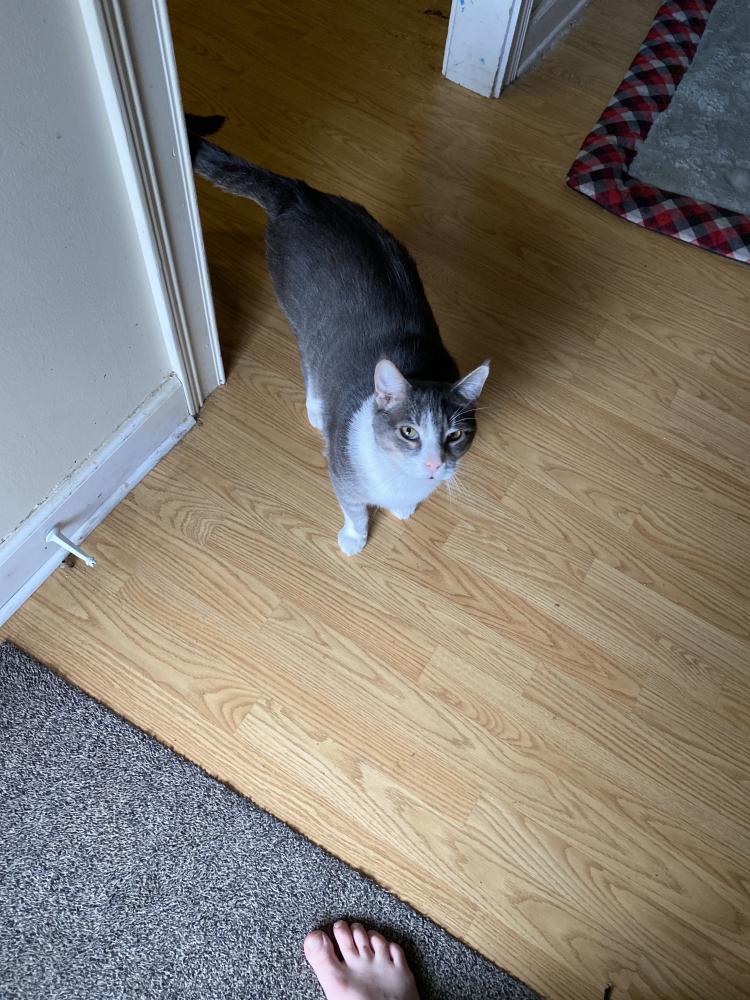 Image of Snickerdoodle, Lost Cat