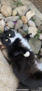 Image of  Sunny , Lost Cat
