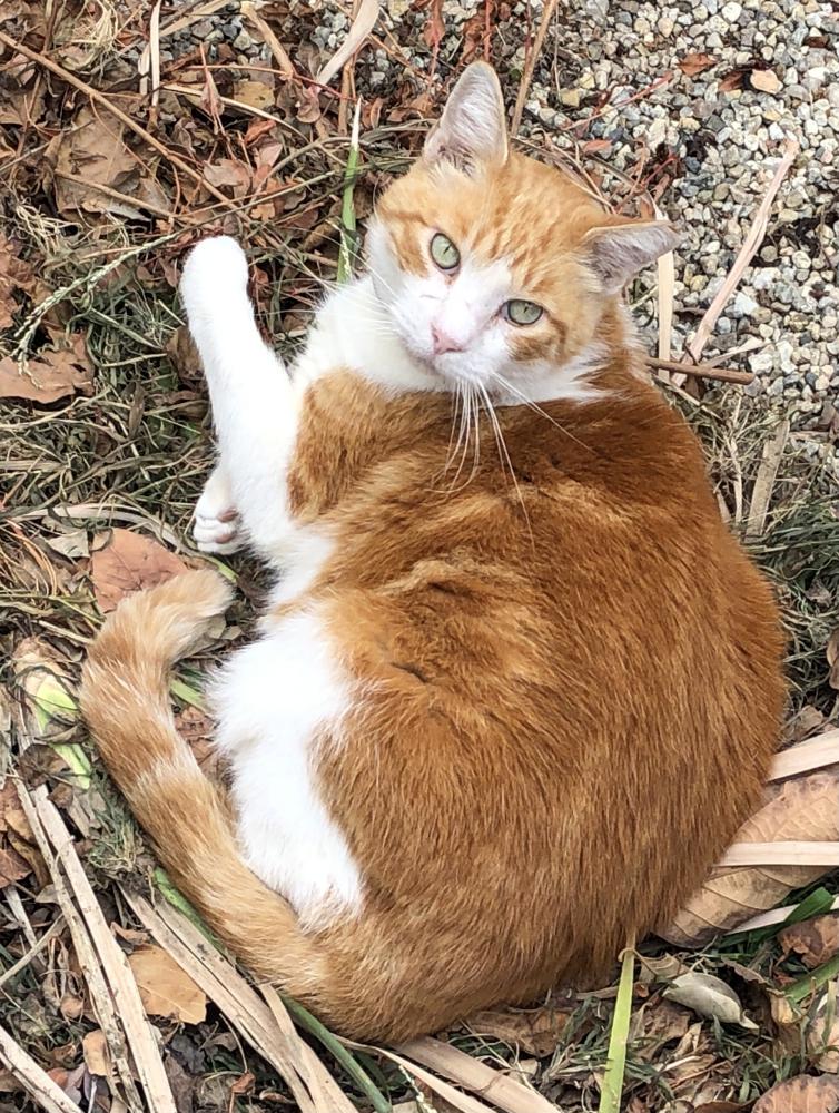 Image of Roger, Lost Cat