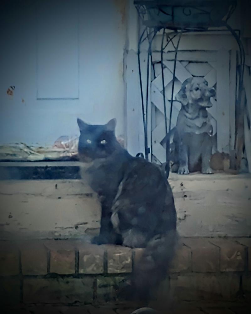 Image of Sixx, Lost Cat
