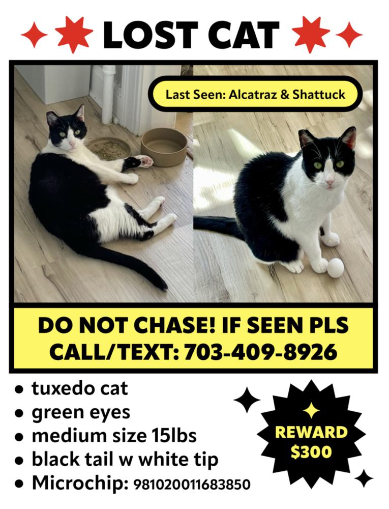 Image of Chaz, Lost Cat