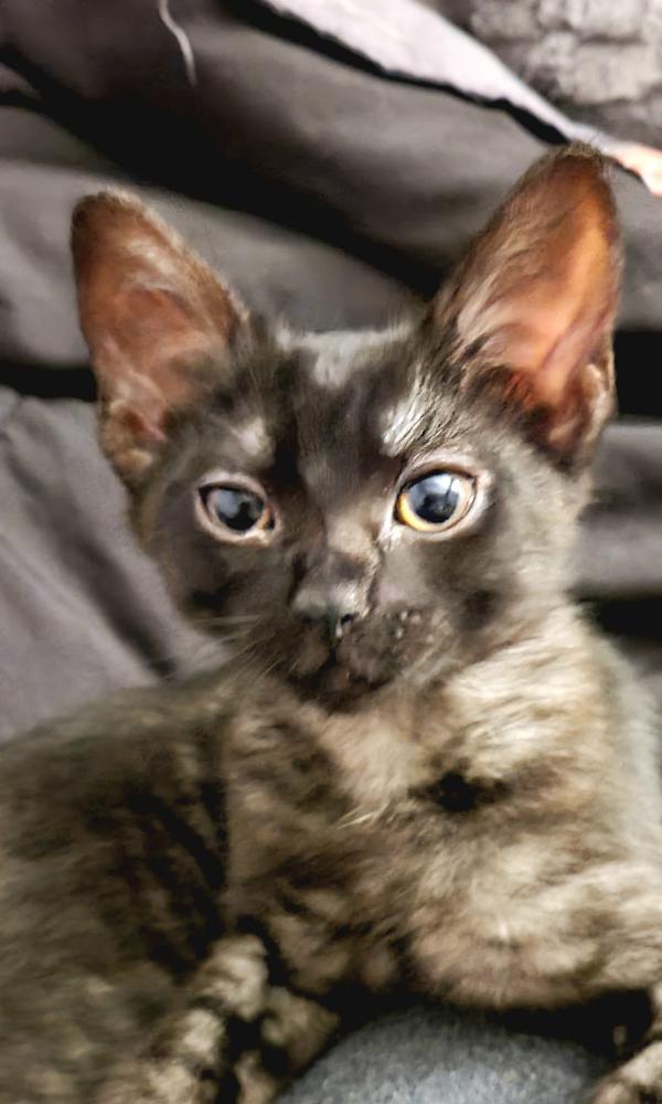 Image of Phia Rose, Lost Cat