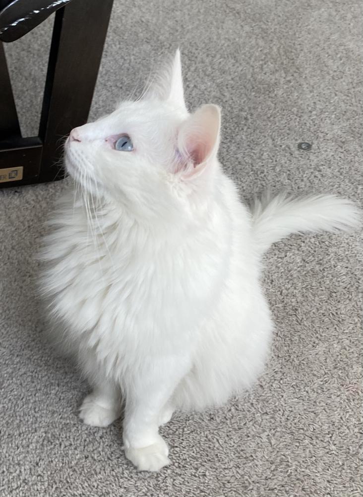 Image of Elsa, Lost Cat