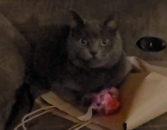 Image of Bean, Lost Cat