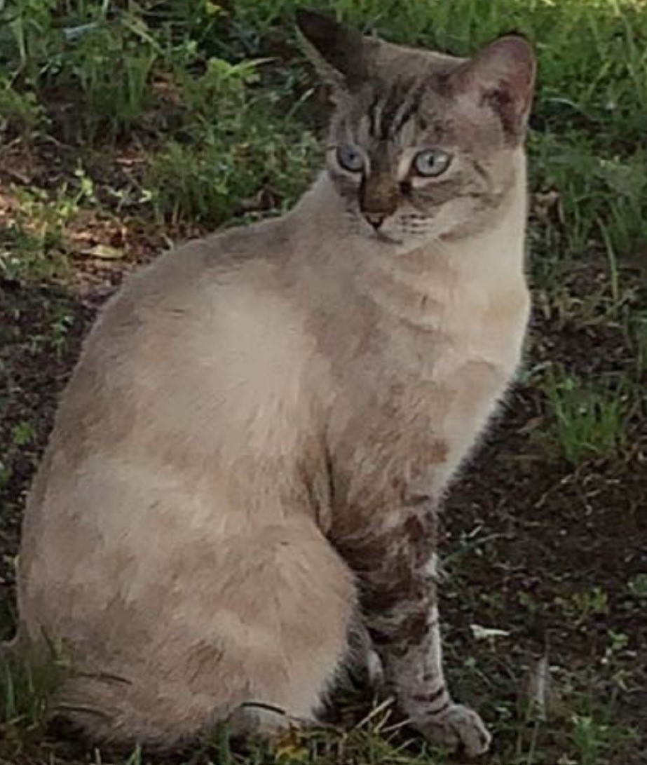 Image of Moochie, Lost Cat