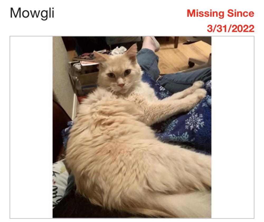 Image of Mowgli, Lost Cat