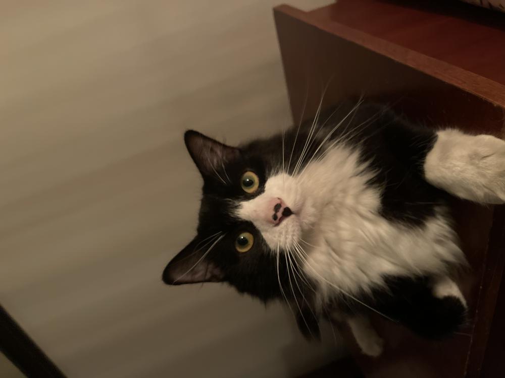 Image of Lemmy, Found Cat