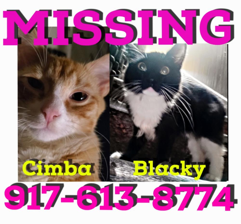 Image of Cimba and Blacky, Lost Cat