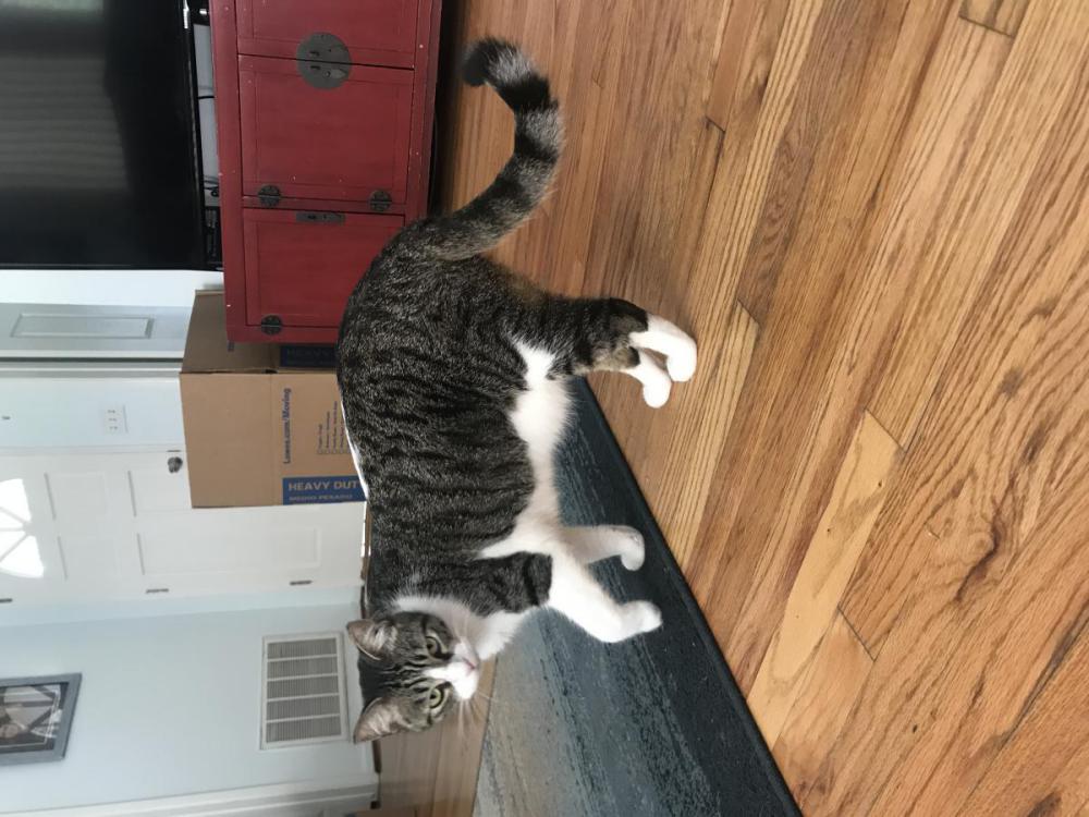 Image of Pilly, Lost Cat