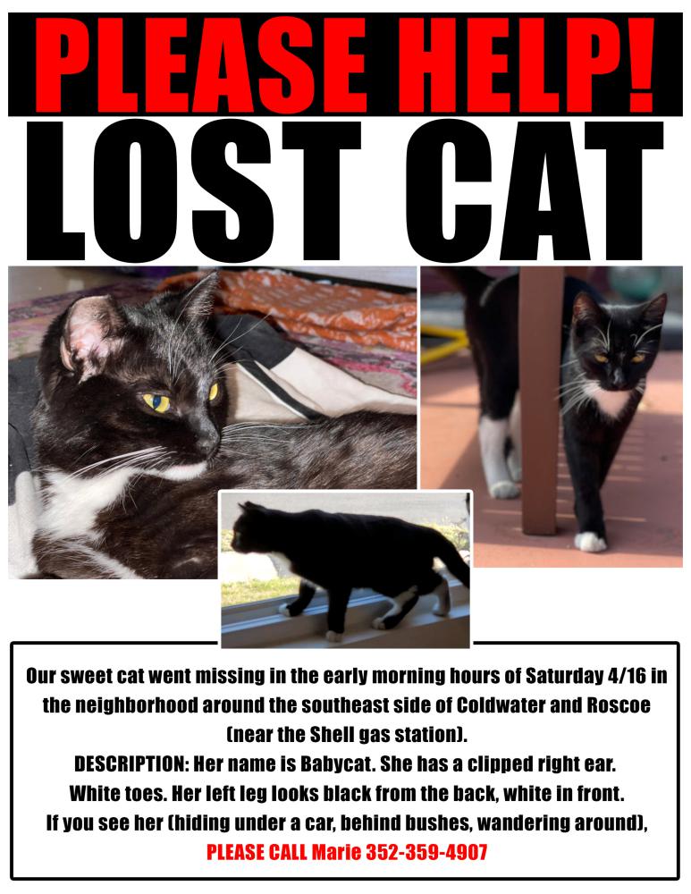 Image of Babycat, Lost Cat