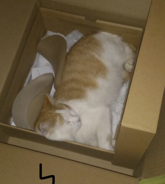 Image of Goldo, Lost Cat
