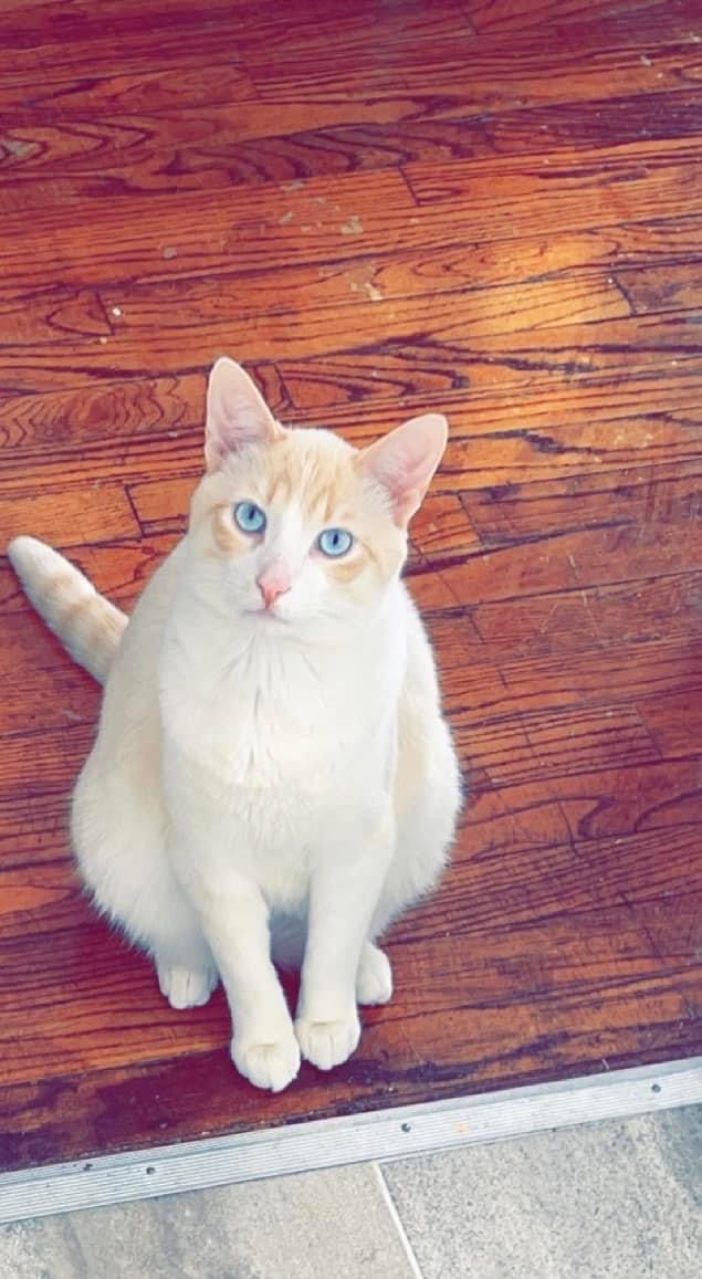 Image of Peep, Lost Cat