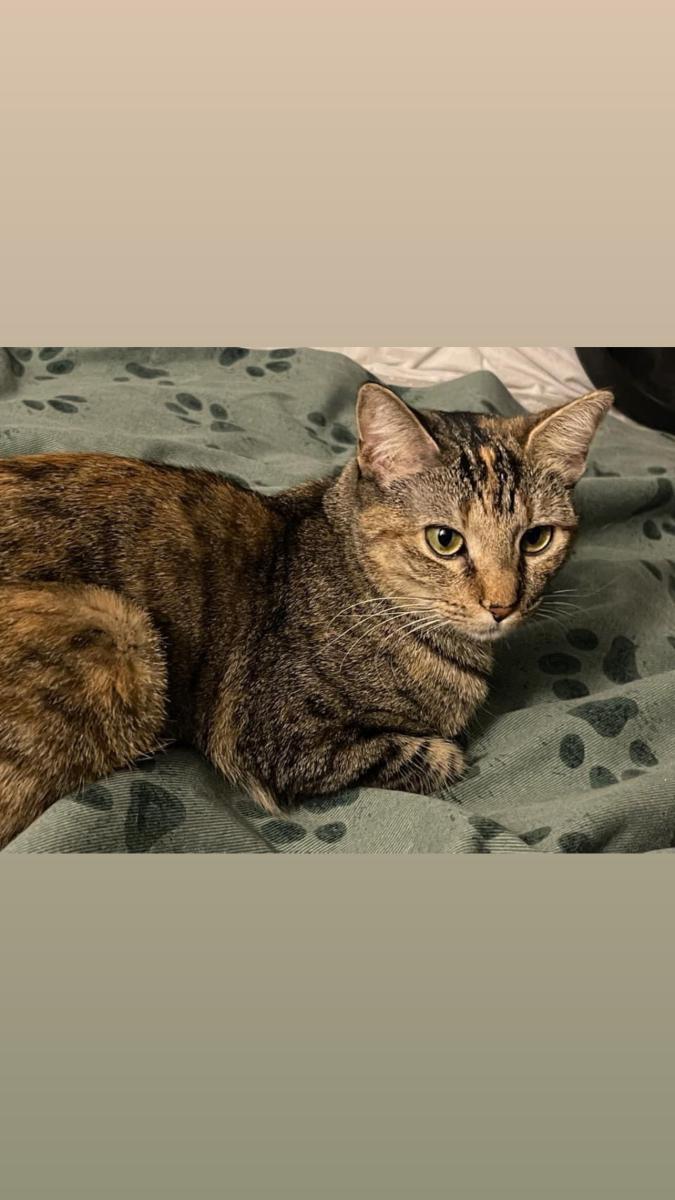 Image of Megs, Lost Cat